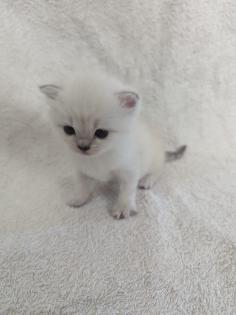 Sechs süße BKH Kitten geb. 06.05.23 suchen ab Ende Juli ein neues Zuhause