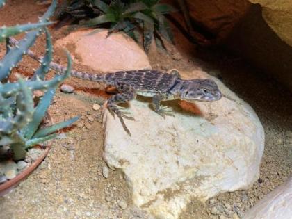Halsbandleguan Weibchen, Crotaphytus collaris ca. 1,5 Jahre alt