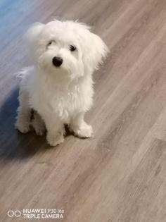 Deckrüde malteser /Maltipoo 