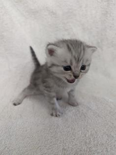 Sechs süße BKH Kitten geb. 06.05.23 suchen ab Ende Juli ein neues Zuhause