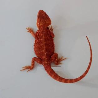Suche schöne rote , weiße Bartagamen Farbagamen wie Cawley Red P. Vitticeps, Zer
