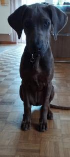 Rhodesian Ridgeback Hündin