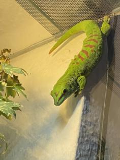 Madagaskar Taggecko Männchen