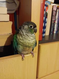 Nelly, Grünwangenrotschwanzsittich, weiblich