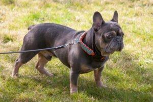 FRENCH HUGO - männlich 4 Jahre 34 cm 14 kg Französische Bulldogge Gechipt Nicht 