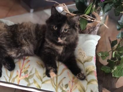 Katze Dori sucht ein liebevolles Zuhause …