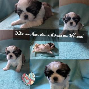Noch 4 Shih Tzu Welpen abzugeben