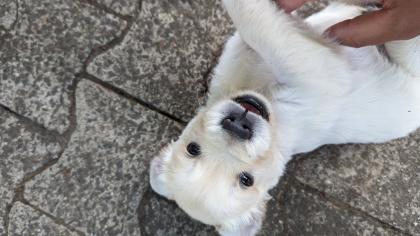 Golden Retriever Junge reinrassig