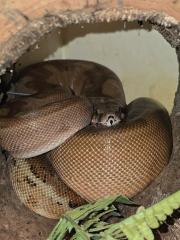Wunderschöne Zwerg Boa / mit Terrarium