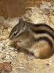 Streinfenhörnchen