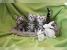 BKH black-silver-cl.-tabby Whiskas