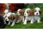 Cavalier King Charles Spaniel Welpen