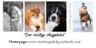 Tierfotografie, Fotoshooting, Tierfotografin, Fotos, Pferde, Hunde, Katzen, Wage
