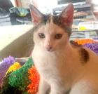 FLORA - europäische Kurzhaar - 14 Wochen - Tierhilfe-Franken e.V.