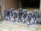 Brettenhall´s Irish Wolfhound