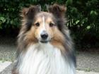 Sheltie