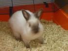 2 Kaninchen und 1 Merschweinchen
