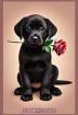Labrador Mama Notizbuch, Buch: Das perfekte Geschenk für Hunde Liebhaber & Fans,