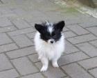 Papillon Welpen, 11 Wochen alt