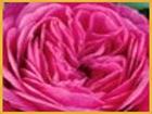Heidi Klum Rose limitiert