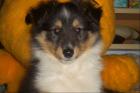 Sheltie-Rüden     (Zwergcollie)