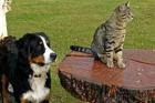 Online Hundetraining
