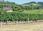 BERGERAC, französischer Wein auf deutsch ....