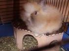 13 Wochen altes Teddy-Zwergkaninchen