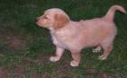 Golden Retrieverbabys in gold und blond