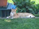 Verschenke  Hauskater Tigger
