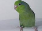 Sperlingspapagei Dame sucht ihre Art!