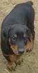 Doberman Welpen