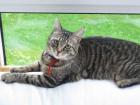 Tridy sucht neue Zuhause