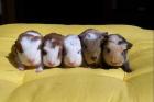CH-Teddy Meerschweinchen zur Abgabe!