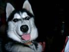 Sibirien Husky weibchen 7 Mon. mit papiere Stubenrein 400€ VB