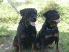 Rottweiler