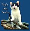 Britisch Kurzhaar (BKH ) Katzenbabys in bicolour