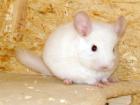 Chinchilla versch. Farben Nähe Koblenz