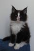 Maine Coon Mädchen