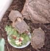 3 Stutz-Gelenkschildkröten (Kinixys homeana)