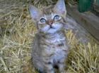 Katzenbabys