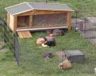 Meerschweinchen aus NRW zu Abgabe!