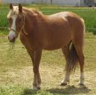 Bildschöner Palomino Wallach mit blauen Augen “Hatali“