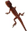 Suche schöne rote und weiße Bartagamen Farbagamen wie Cawley Red P. Vitticeps, Z