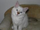 Heilige Birma Aron of white Grace