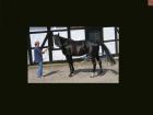 Schicker Hannoveraner Wallach ( Lanthan)