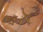 Verkaufe zahlreiche Reptilien