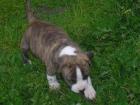 American Pitbull