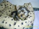 Yorkshire Terrier Welpen Rüden