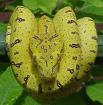 Sorong viridis  ARU